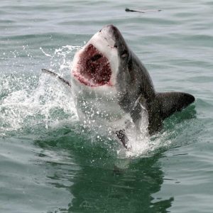 Adventure-Experiences-Gansbaai-Sharks2-1030x817