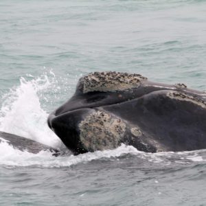 Adventure-Experiences-Gansbaai-Whales-1030x687