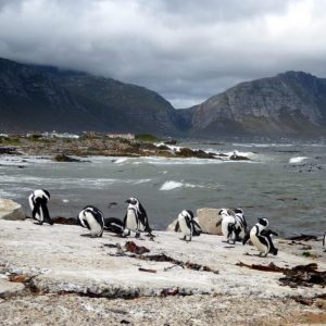 Cape-Overberg-P1060844-1-1030x773