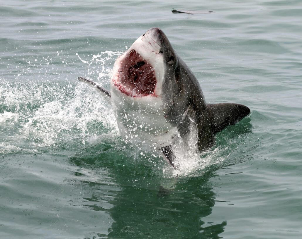 Adventure-Experiences-Gansbaai-Sharks2-1030x817
