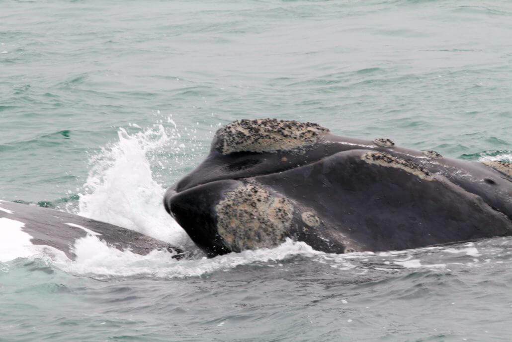 Adventure-Experiences-Gansbaai-Whales-1030x687
