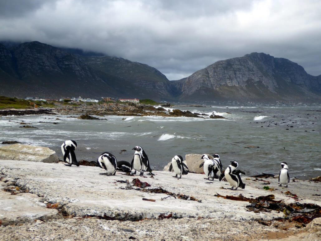 Cape-Overberg-P1060844-1-1030x773