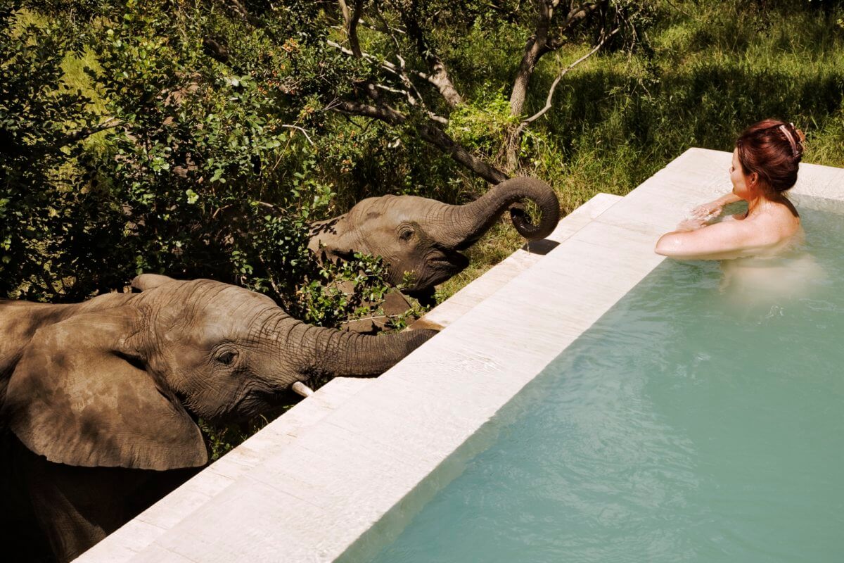 RoyalMalewaneElephantsDrinkingFromPool-1200x800